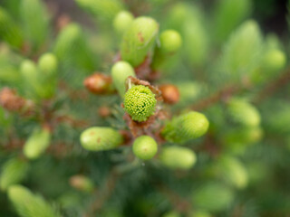 young branches of spruce close-up