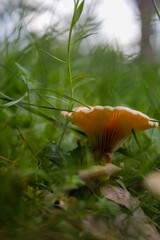 mushroom