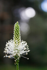 close up of a white flower