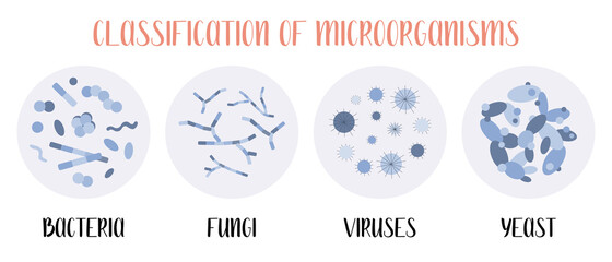 Classification of microorganisms: bacteria, fungi, viruses, yeast. Microbiology. Vector flat illustration - 365868425