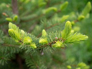 young branches of spruce close-up