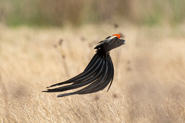 Euplecte à longue queue,.Euplectes progne, Long tailed Widowbird, Afrique du Sud