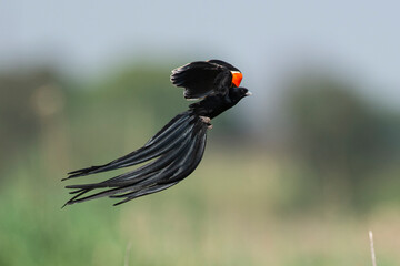 Euplecte à longue queue,.Euplectes progne, Long tailed Widowbird, Afrique du Sud