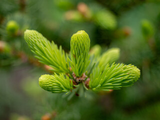 young branches of spruce close-up