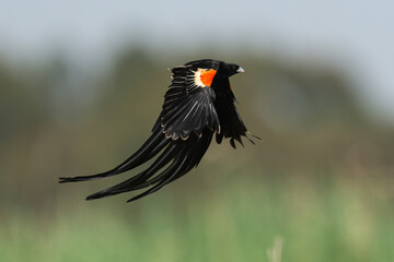 Euplecte à longue queue,.Euplectes progne, Long tailed Widowbird, Afrique du Sud