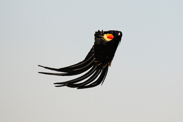 Euplecte à longue queue,.Euplectes progne, Long tailed Widowbird, Afrique du Sud