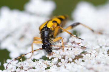 Close-up detailed photo of a yellow and black Spotted longhorn beetle (Rutpela maculata) on a white wildflower