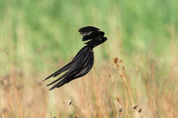 Euplecte à longue queue,.Euplectes progne, Long tailed Widowbird, Afrique du Sud