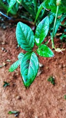 young green plant