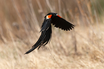 Euplecte à longue queue,.Euplectes progne, Long tailed Widowbird, Afrique du Sud