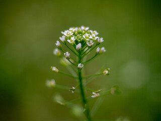 macro photography of flowers in the forest