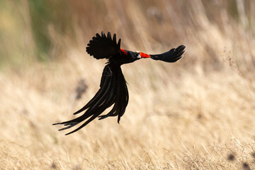 Euplecte à longue queue,.Euplectes progne, Long tailed Widowbird, Afrique du Sud