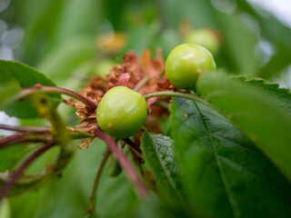 green cherry close-up on a branch
