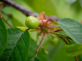green cherry close-up on a branch
