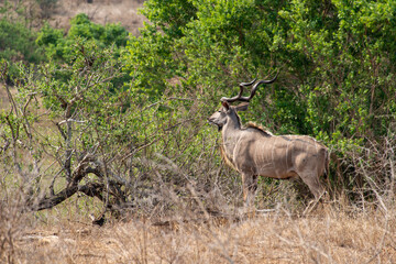 Grand koudou, Tragelaphus strepsiceros, Parc national Kruger, Afrique du Sud