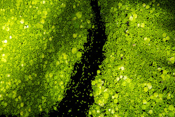 duckweed graphic pattern floating over the pond