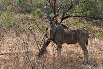 Grand koudou, Tragelaphus strepsiceros, Parc national Kruger, Afrique du Sud