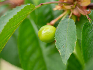 ant on a leaf of cherry closeup