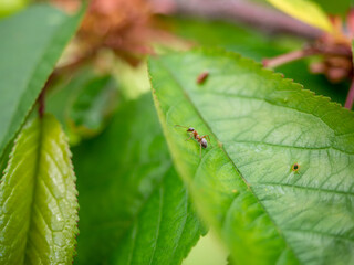 ant on a leaf of cherry closeup