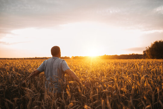 Amazing picture of man's silhouette amoing wheat field during sunset or sunrise day period. Adult man stand alone and enjoying his time. Ripe harvest time.