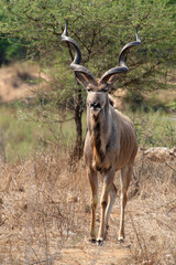 Grand koudou, Tragelaphus strepsiceros, Parc national Kruger, Afrique du Sud