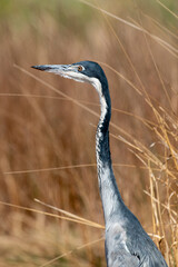 Héron mélanocéphale,.Ardea melanocephala, Black headed Heron, Afrique du Sud