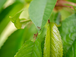 ant on a leaf of cherry closeup