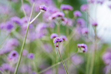 Verbena brasiliensis inflorescence close-up shot with selective focus