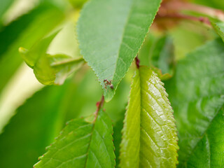 ant on a leaf of cherry closeup