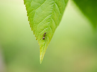 Obraz premium ant on a leaf of cherry closeup