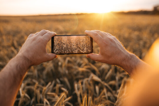Male's hands holding smartphone and taking picture of golden wheat field and wheatears. Sunrise and sunset period. Ripe and harvest season.