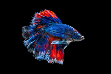  The moving moment beautiful of red and blue siamese betta fish or fancy betta splendens fighting fish in thailand on isolated black background. Thailand called Pla-kad or half moon biting fish. © Soonthorn