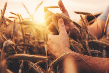 Picture of man's hands touching or holding some golden wheatears. Enjoy it during sunrise or sunset...