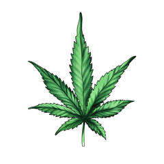  Green cannabis leaf isolated on a white background. medicinal cannabis leaf.Marijuana. Hand drawn illustration