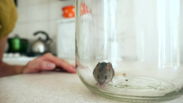 Close-up Housewife Looking at Scared Mouse Trapped in Glass Bottle on Kitchen Counter top. Slow motion