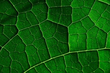 Close-up view of the pattern of the green leaf