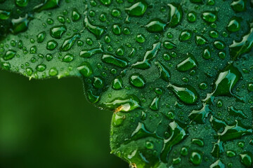 Close-up of the drops on the green leaf