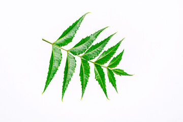 Fresh green neem leaves on white background.