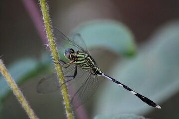close up of a dragonfly
