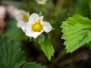 strawberry flowers on a bush