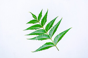 Fresh green neem leaves on white background.