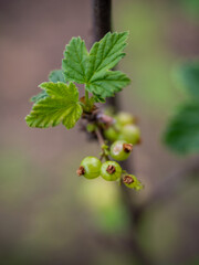 unripe, green berry of red currant