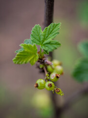 unripe, green berry of red currant