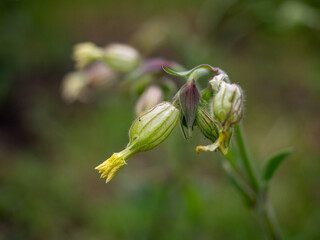 
flower seed box after flowering