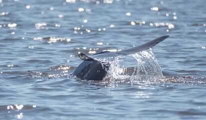 Dolphin Tail