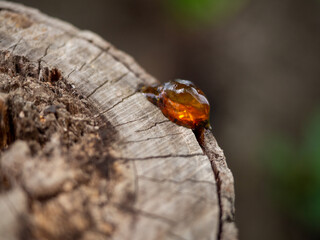 resin on a tree close-up