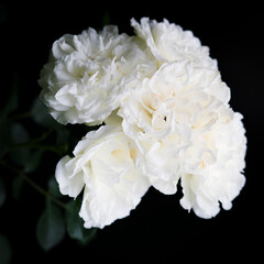 white roses on black background