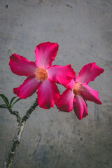 red and white pink adenium