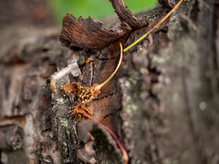 resin on a tree close-up