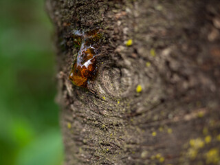 resin on a tree close-up